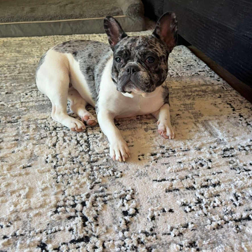 Nala