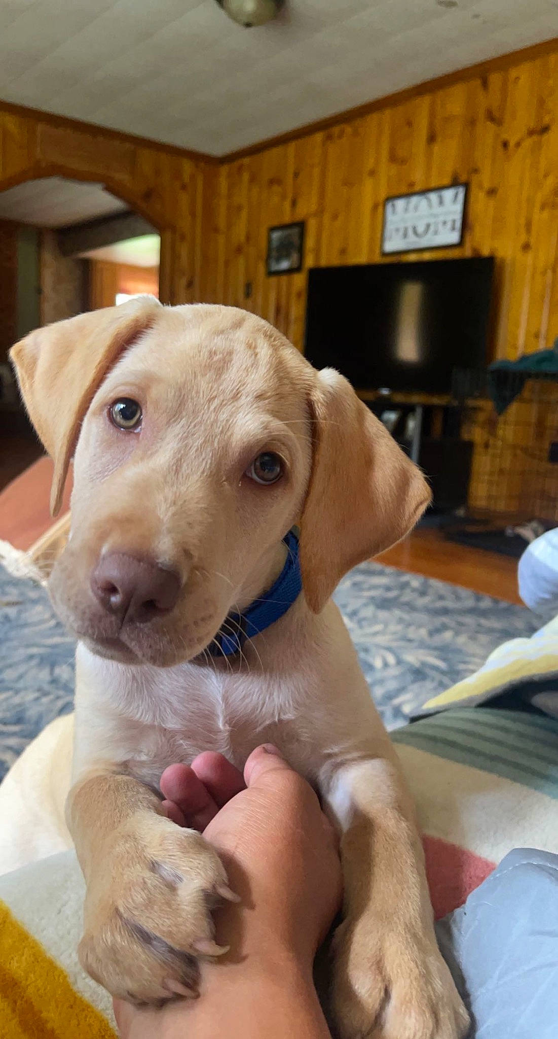 Sammy is registered to the contest to win money with this photo: cabinetry, carnivore, comfort, companion_dog, cupboard, dog, dog_breed, ear, fawn, gun_dog, home_appliance, kitchen_appliance, pet_supply, refrigerator, snout, sporting_group, television, whiskers, wood, working_animal