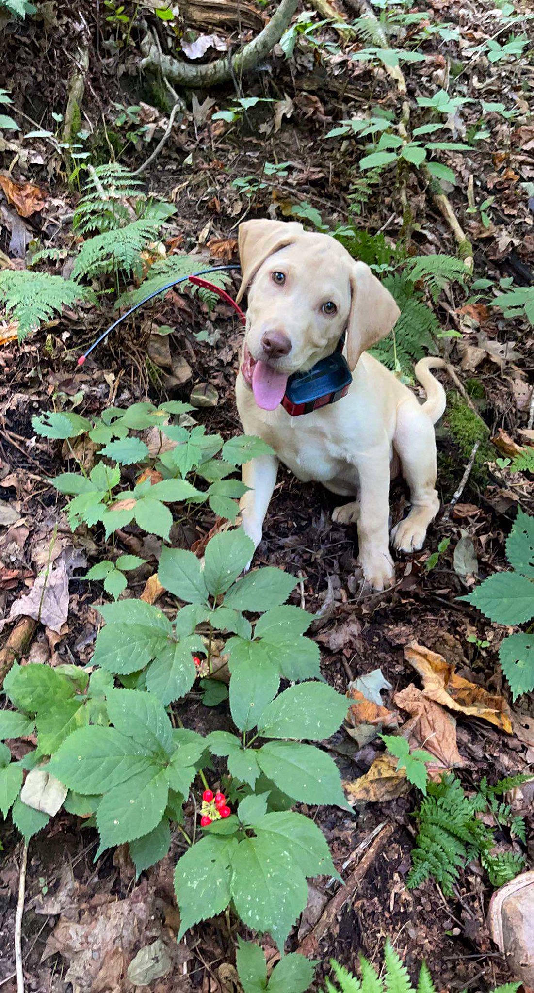 Sammy joined the competition — help win amazing prizes! annual_plant, canidae, carnivore, collar, companion_dog, dog, dog_breed, dog_collar, fawn, grass, groundcover, gun_dog, herb, pet_supply, plant, snout, soil, sporting_group, tail, working_animal