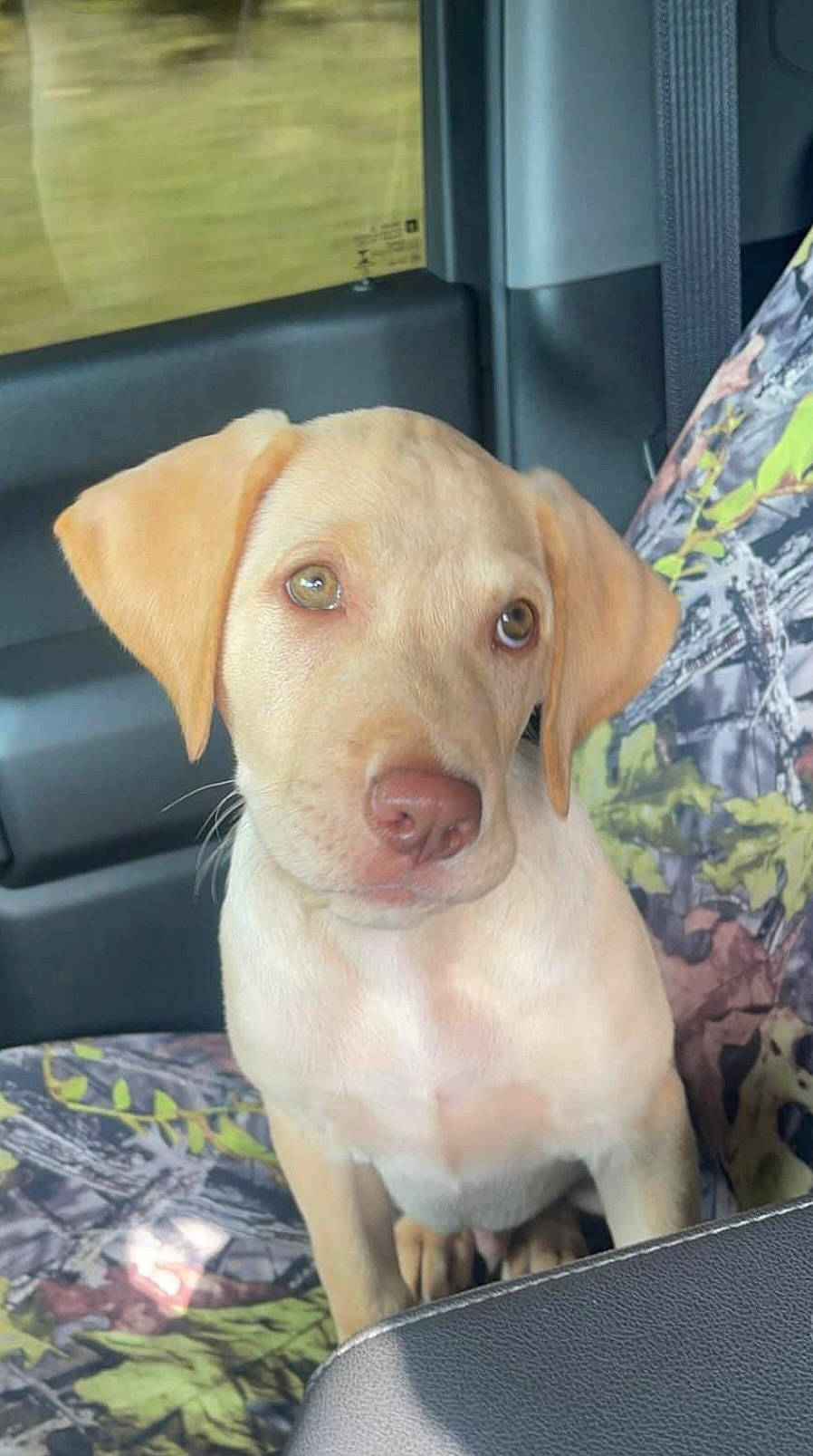 Sammy is registered to the contest to win money with this photo: carnivore, companion_dog, dog, dog_breed, fawn, fur, gun_dog, liver, pet_supply, snout, sporting_group, whiskers, working_animal