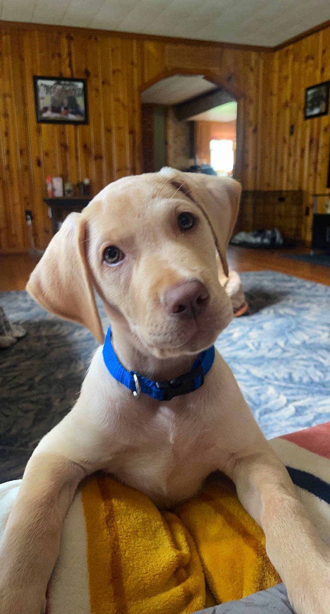 Sammy joined the competition — help win amazing prizes! cabinetry, canidae, carnivore, collar, companion_dog, dog, dog_breed, dog_collar, dog_supply, door, fawn, gun_dog, hardwood, liver, pet_supply, snout, sporting_group, whiskers, wood, working_animal