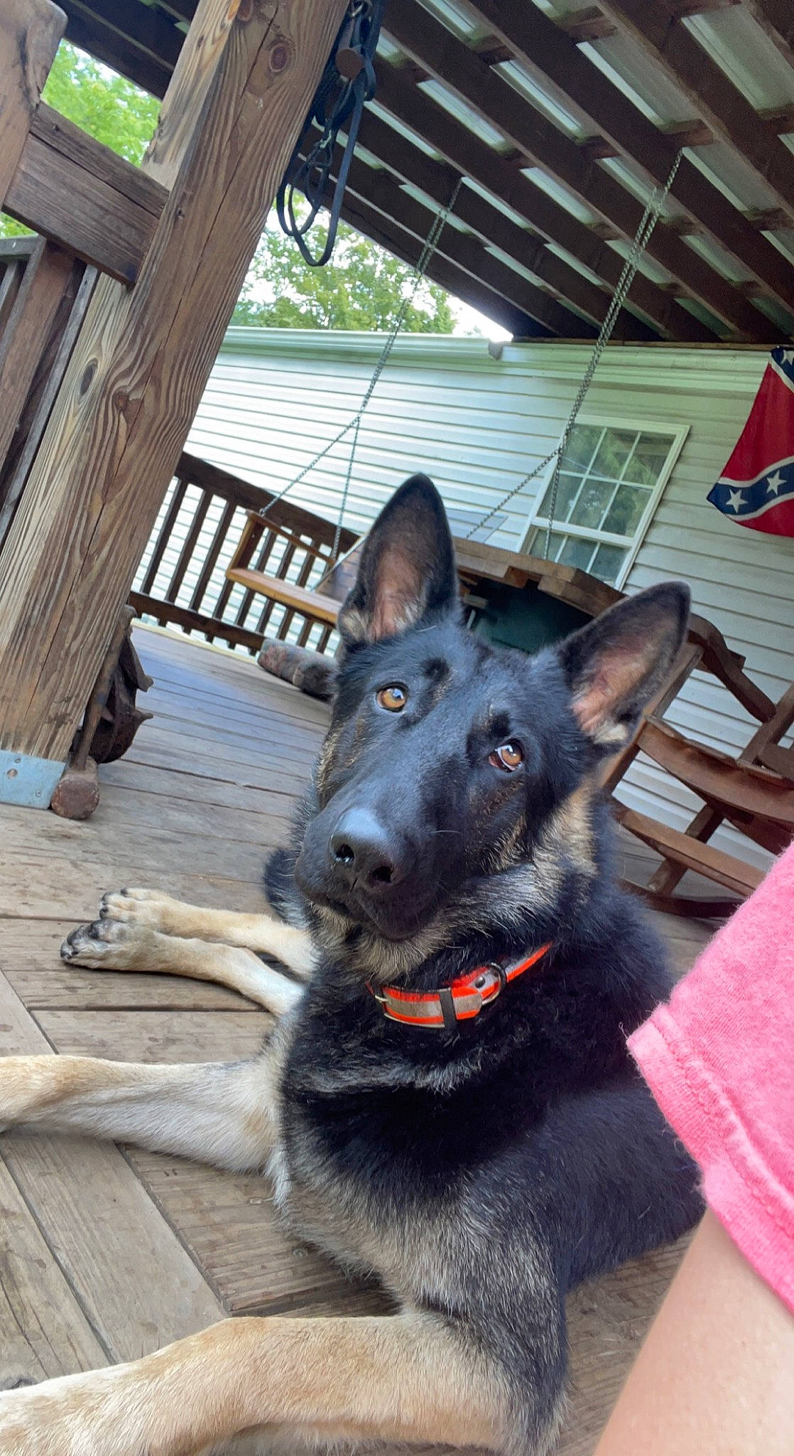 Amos joined the competition — help win amazing prizes! canidae, carnivore, collar, companion_dog, dog, dog_breed, dog_collar, dog_supply, east_european_shepherd, flag, fur, german_shepherd_dog, hardwood, herding_dog, king_shepherd, snout, sporting_group, window, wood, working_dog