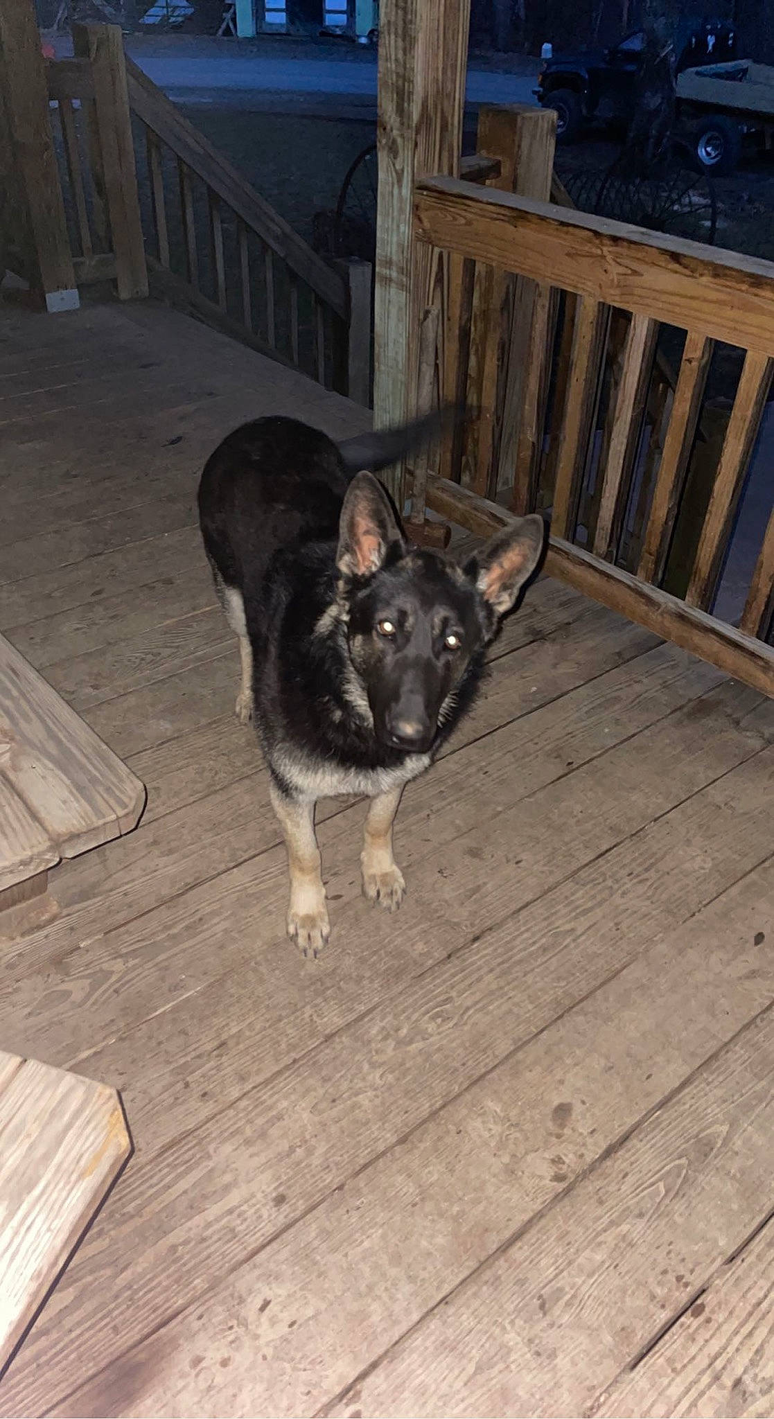 Amos joined the competition — help win amazing prizes! canidae, carnivore, companion_dog, dog, dog_breed, fence, floor, flooring, fur, hardwood, paw, plank, sporting_group, tail, varnish, wood, wood_flooring, wood_stain, working_animal, working_dog