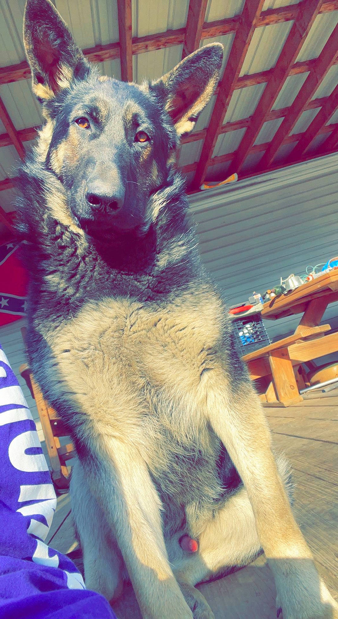 Amos is registered to the contest to win money with this photo: canidae, carnivore, collar, companion_dog, dog, dog_breed, dog_collar, east_european_shepherd, fawn, fur, german_shepherd_dog, giant_dog_breed, guard_dog, herding_dog, king_shepherd, pet_supply, snout, sporting_group, working_animal, working_dog