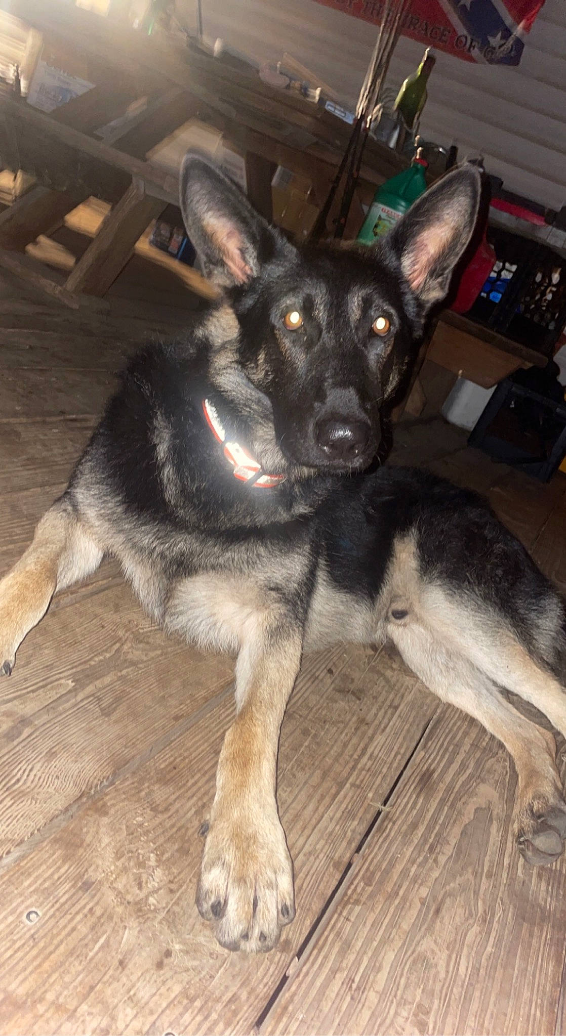 Amos is registered to the contest to win money with this photo: canidae, carnivore, companion_dog, dog, dog_breed, dog_supply, ear, east_european_shepherd, fawn, fur, german_shepherd_dog, herding_dog, old_german_shepherd_dog, paw, picture_frame, snout, sporting_group, wood, working_animal, working_dog