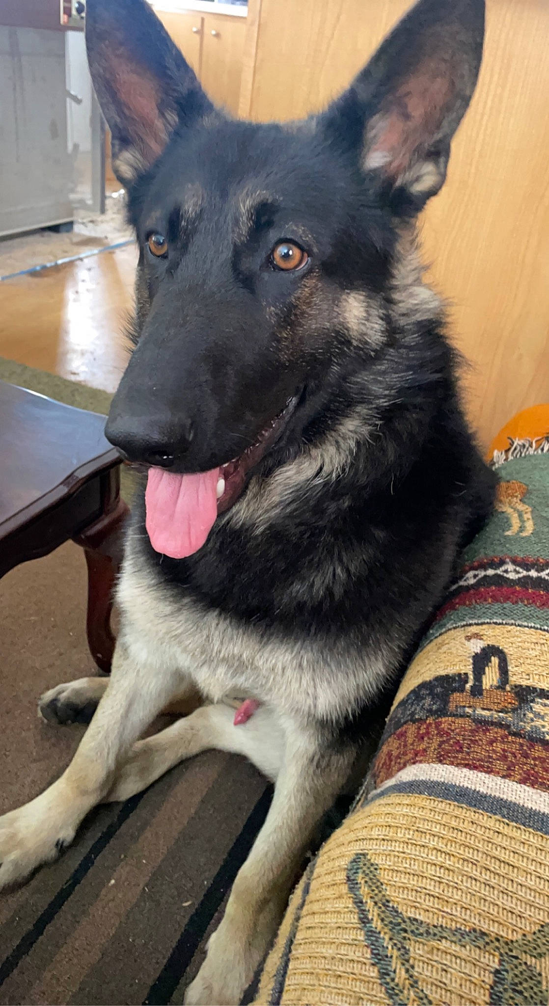 Amos joined the competition — help win amazing prizes! canidae, carnivore, companion_dog, dog, dog_breed, fur, herding_dog, king_shepherd, non_sporting_group, pet_supply, snout, sporting_group, table, whiskers, working_animal, working_dog