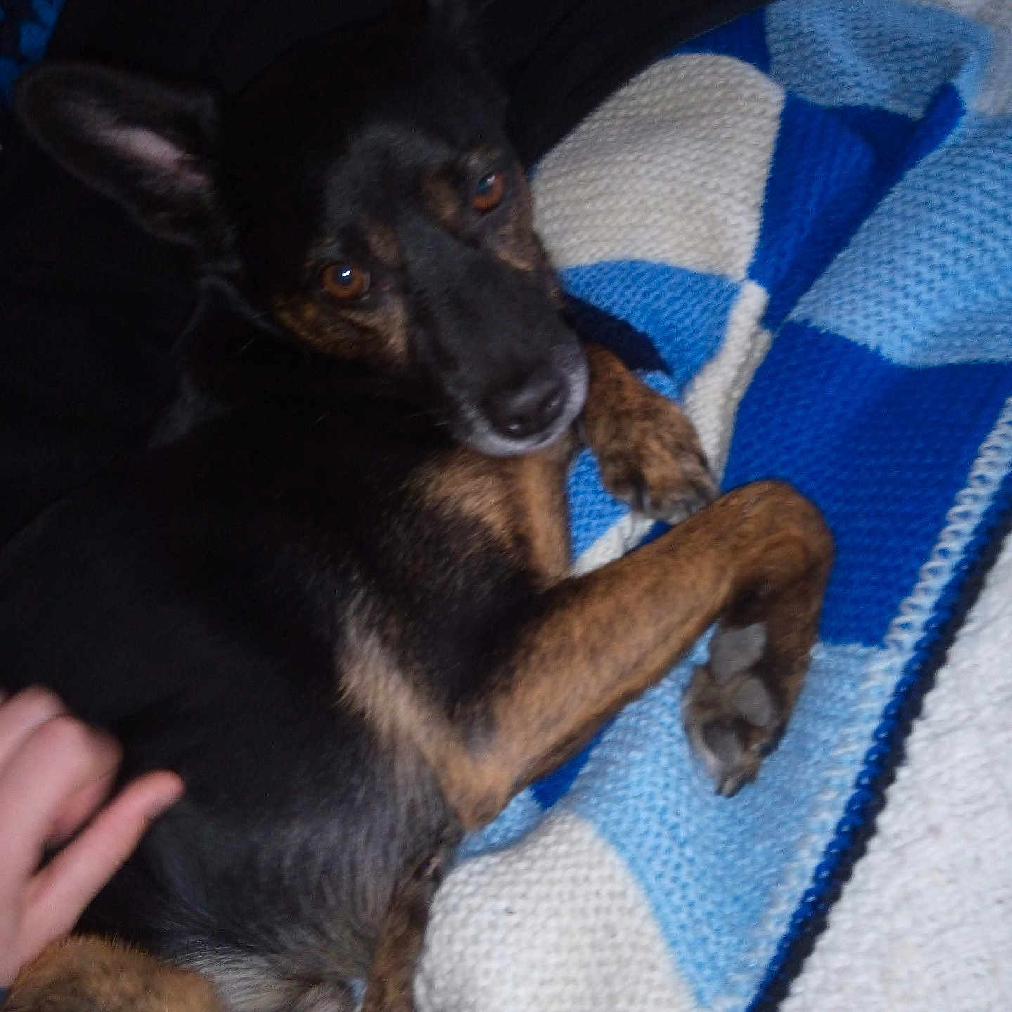 Aiko a rejoint le concours — aidez-le/la à gagner de superbes lots ! animal, black, blanket, brown, comfort, companion, cozy, cute, dog, fur, hand, home, indoor, knitted, looking, paw, pet, relaxed, resting, soft_focus
