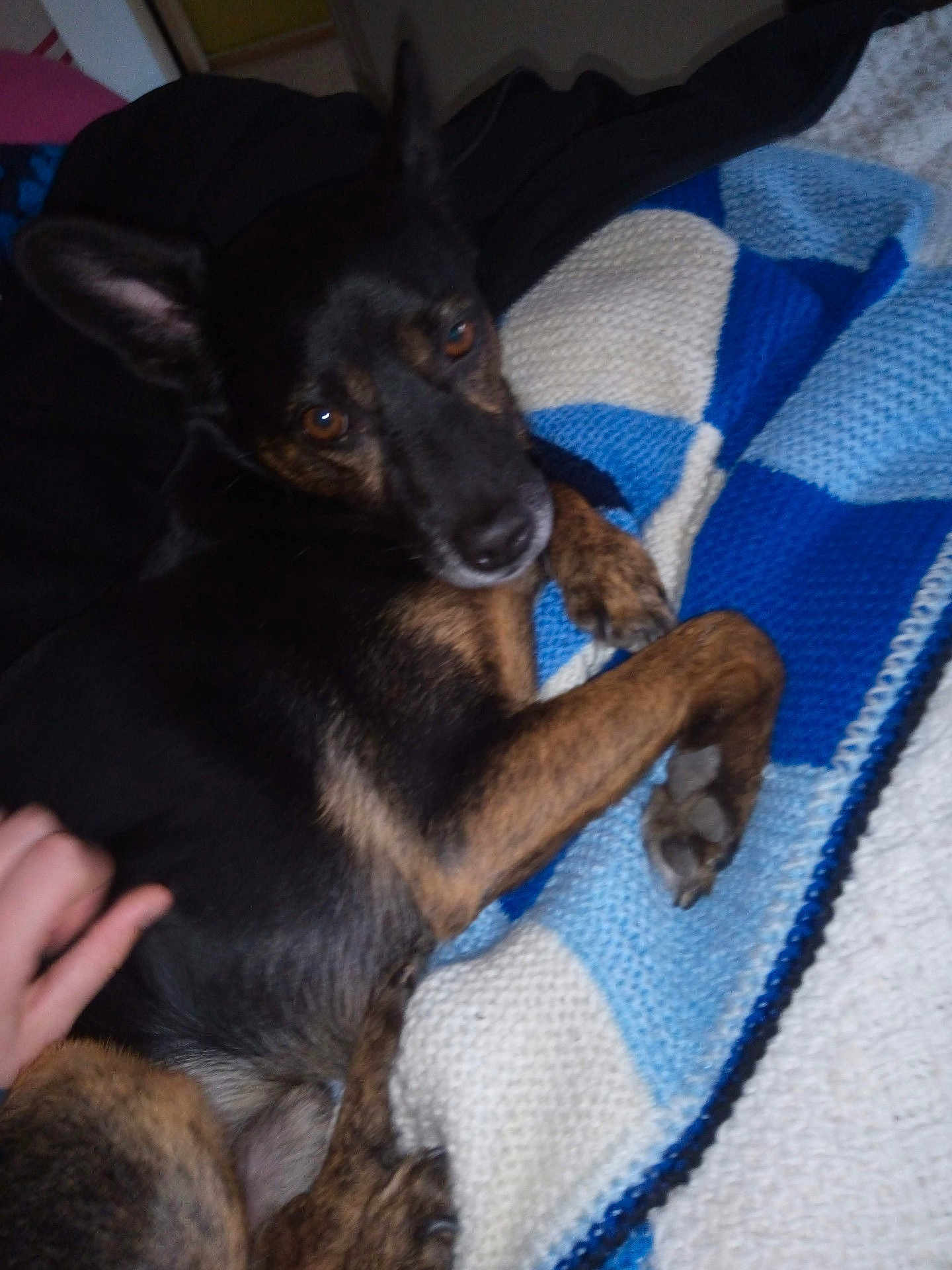 Aiko a rejoint le concours — aidez-le/la à gagner de superbes lots ! dog, pet, blanket, knitted, hand, brown, black, fur, paw, indoor, cozy, resting, looking, animal, cute, companion, relaxed, soft_focus, comfort, home