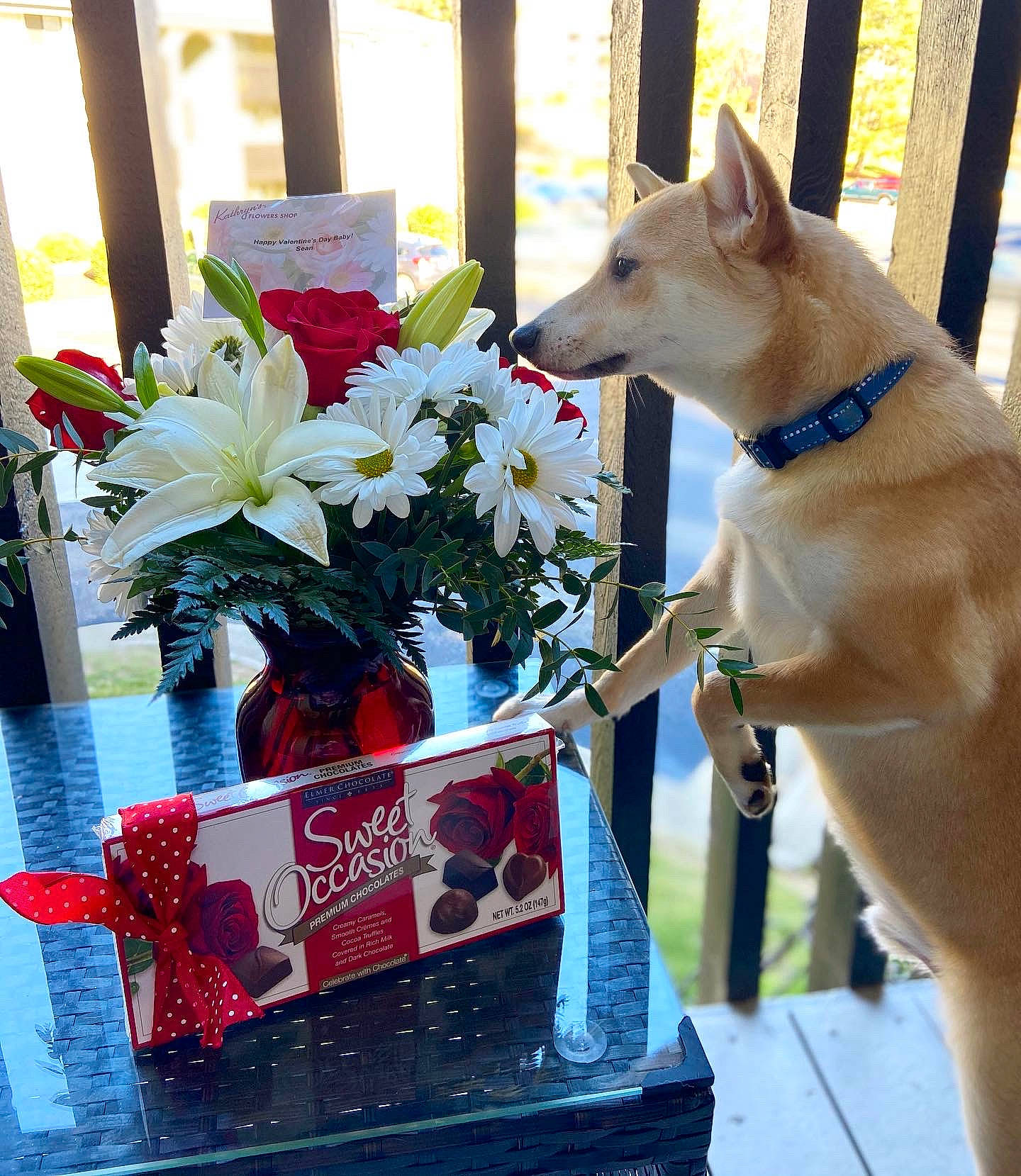 Pebbles is registered to the contest to win money with this photo: artificial_flower, bouquet, carnivore, collar, companion_dog, cut_flowers, dog, dog_breed, dog_collar, dog_supply, event, fawn, floral_design, floristry, flower, flower_arranging, pet_supply, petal, plant, white