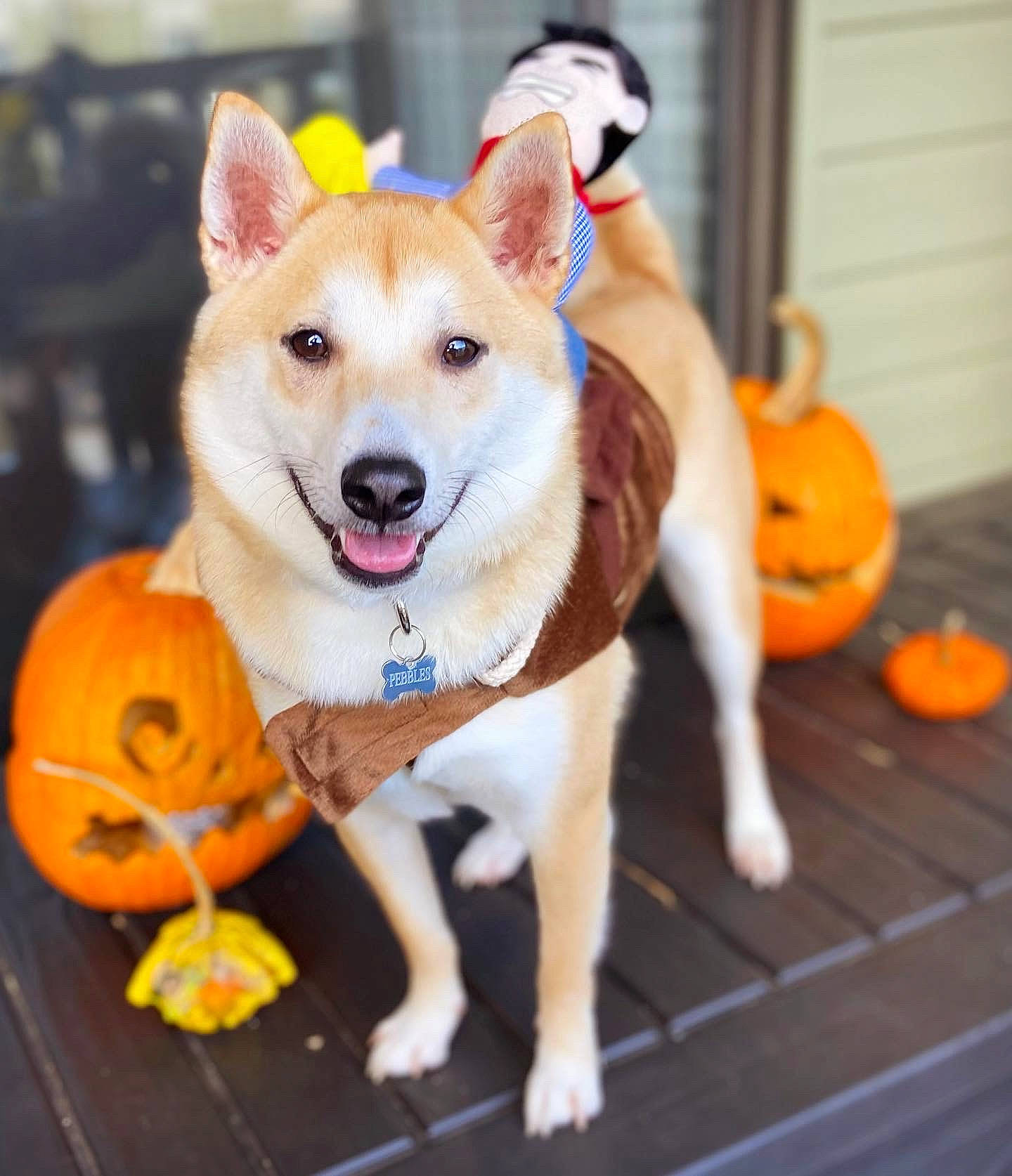 Pebbles is registered to the contest to win money with this photo: calabaza, canidae, carnivore, collar, companion_dog, dog, dog_breed, dog_collar, dog_supply, fashion_accessory, fawn, orange, paw, pet_supply, pumpkin, snout, spitz, sporting_group, tail, working_animal