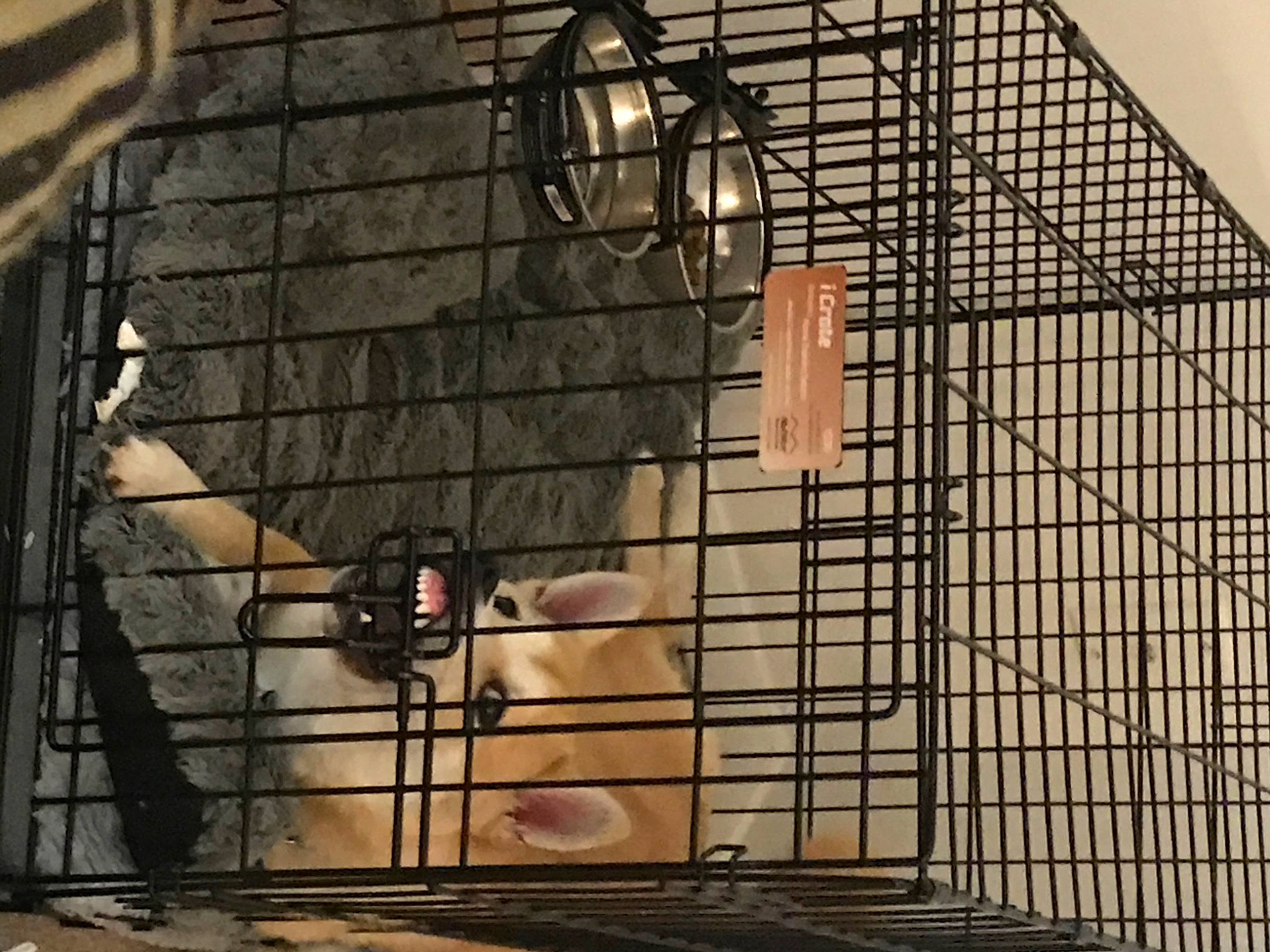 Pebbles joined the competition — help win amazing prizes! animal_shelter, brick, brickwork, building, cage, composite_material, dog, dog_supply, fur, kennel, line, mammal, mesh, metal, pet_supply, service, shadow, snout, wall, wood