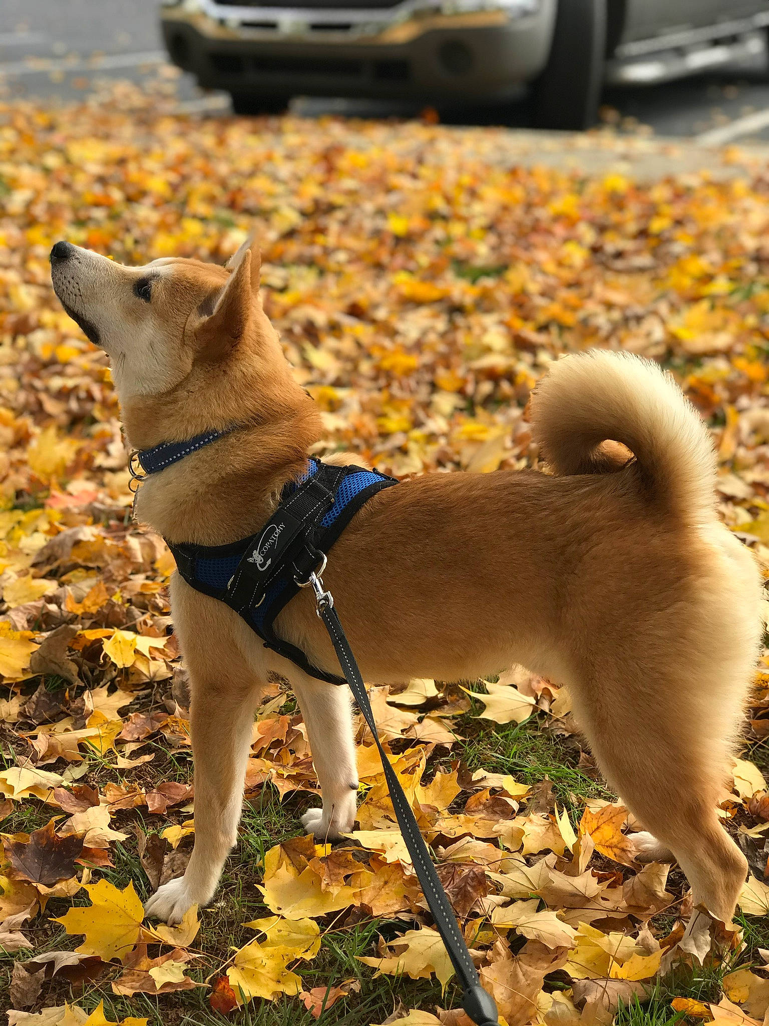 Pebbles joined the competition — help win amazing prizes! automotive_tire, carnivore, companion_dog, dog, dog_breed, dog_supply, fawn, grass, light, mammal, pet_supply, plant, snout, sporting_group, tail, tire, vertebrate, wheel, wood, yellow