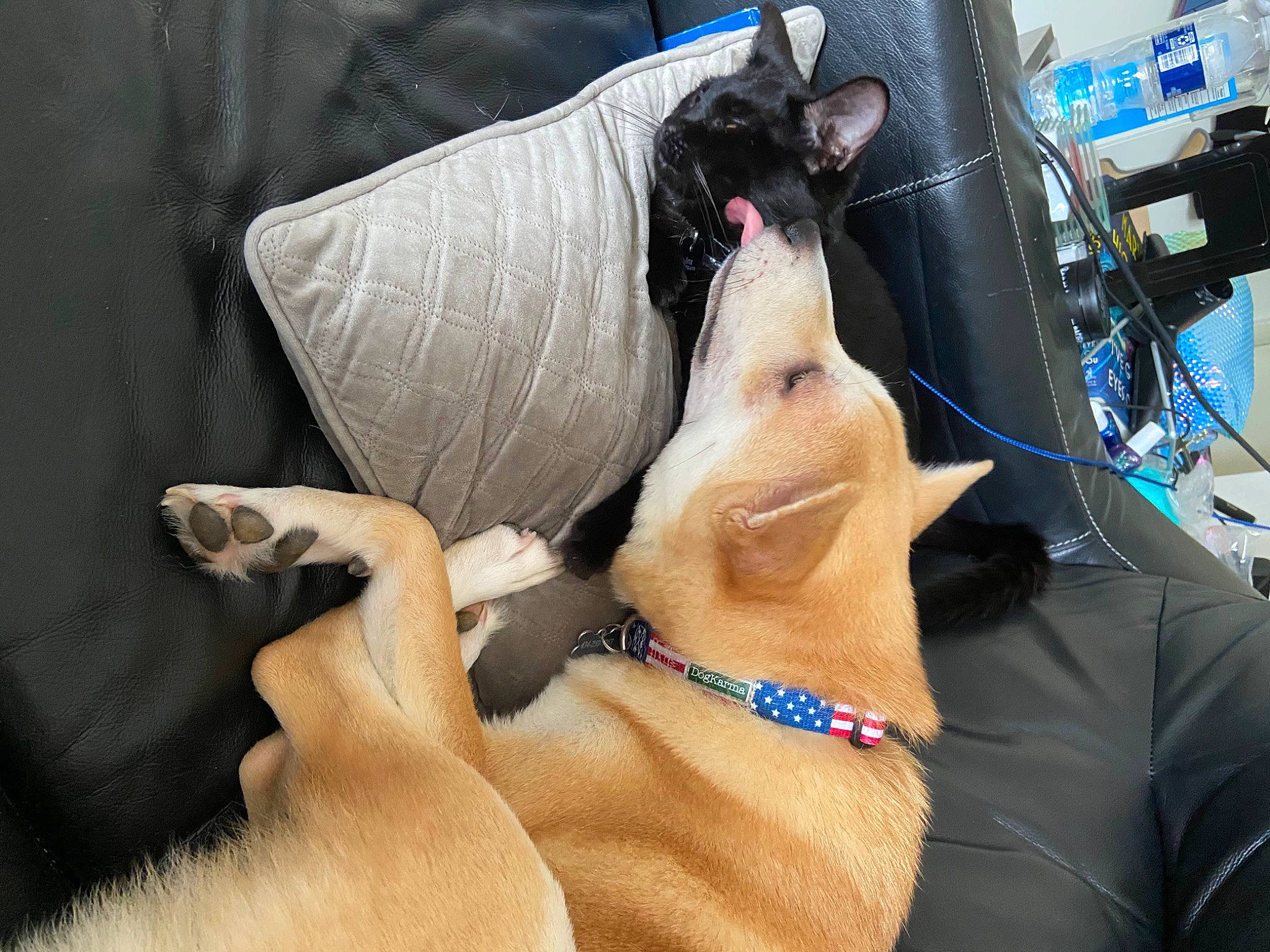 Pebbles is registered to the contest to win money with this photo: carnivore, collar, comfort, companion_dog, dog, dog_breed, dog_collar, eyewear, fawn, foot, gesture, human_leg, jaw, jewellery, leash, snout, sunglasses, whiskers, working_animal, wrist