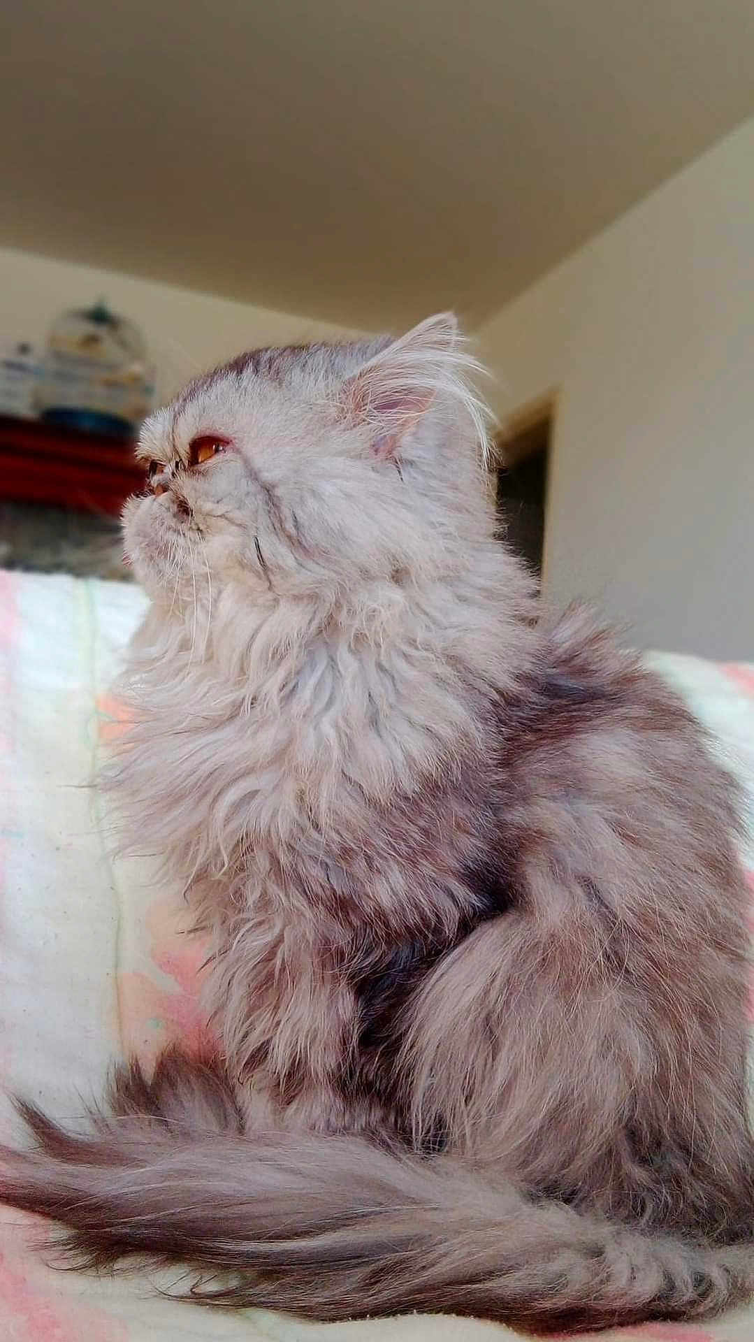 Loulou participe au concours pour gagner de l'argent avec cette photo : cat, fluffy, long_hair, feline, pet, indoor, profile, sitting, fur, animal, cute, domestic_cat, whiskers, tail, ears, eyes, soft, relaxed, home, mammal