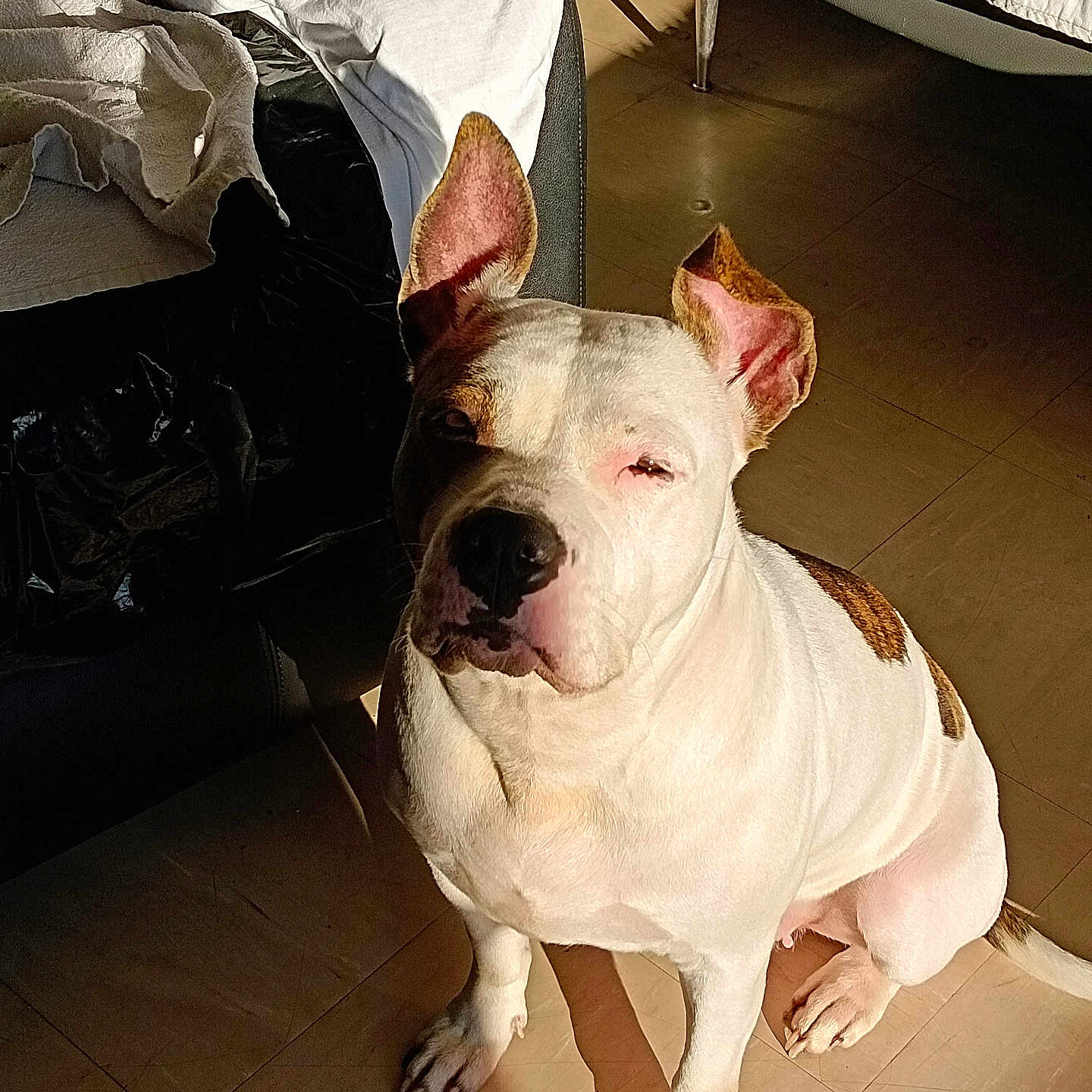 Hatena a rejoint le concours — aidez-le/la à gagner de superbes lots ! animal, blanket, brown_spots, canine, chair, daylight, dog, ear_floppy, ear_up, floor, household, indoor, looking_up, pet, relaxed, shadow, sitting, sunlight, tile_floor, white_dog