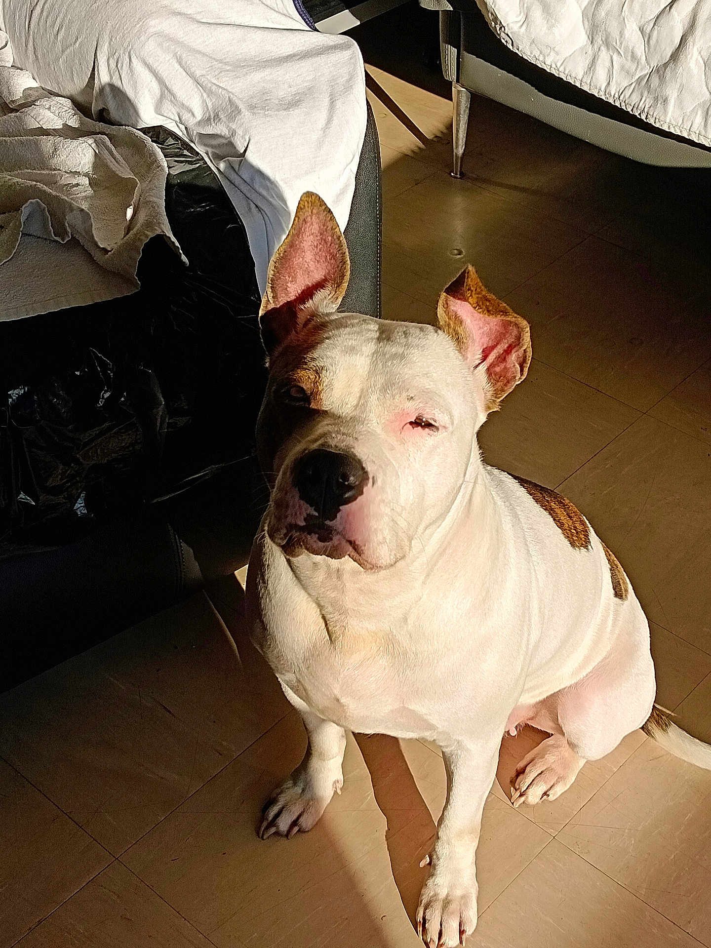 Hatena a rejoint le concours — aidez-le/la à gagner de superbes lots ! dog, white_dog, brown_spots, sitting, indoor, sunlight, floor, tile_floor, ear_up, ear_floppy, pet, animal, canine, looking_up, shadow, chair, blanket, relaxed, daylight, household