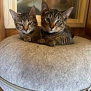 Tigger is registered to the contest to win money with this photo: animal, cat, closeup, collar, cushion, cute, domestic, ears, feline, fur, indoor, kitten, pet, resting, snuggling, soft, tabby, whiskers, window, wooden_wall