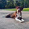 Bo Bo is registered to the contest to win money with this photo: dog, brown_dog, white_chest, white_paws, lying_down, outdoor, pavement, road, park, grass, trees, forest, daylight, sunlight, portrait, pet, animal, happy, tongue_out, relaxed