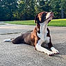 Bo Bo is registered to the contest to win money with this photo: dog, brown_and_white, large_dog, lying_down, outdoor, pavement, sidewalk, grass, trees, park, nature, sunlight, portrait, pet, animal, white_chest, white_paws, relaxed, looking_up, full_body
