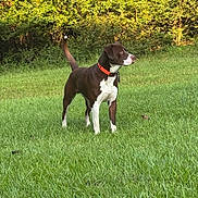 Bo Bo is registered to the contest to win money with this photo: dog, brown_dog, white_markings, standing, outdoors, grass, meadow, woodland, trees, nature, sunlight, animal_portrait, pet, collar, orange_collar, tail_up, profile_view, short_coat, greenery, landscape