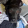 Bella is registered to the contest to win money with this photo: dog, black_dog, pet, animal, portrait, close_up, indoor, living_room, couch, laundry, clothing, blanket, wood_floor, brown_eyes, floppy_ears, short_fur, lying_down, camera_gaze, home, casual_photo