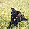 Bella is registered to the contest to win money with this photo: dog, puppy, black_dog, outdoor, grass, park, lying_down, sitting, pet, collar, tag, heart_tag, floppy_ears, brown_fur, black_fur, animal_portrait, nature, lawn, daylight, cute