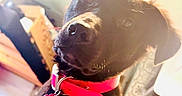 Bella is registered to the contest to win money with this photo: animal, black_dog, black_fur, canine, close_up, collar, companion, curious, dog, dog_tag, floppy_ears, home, indoors, looking_at_camera, pet, photography, portrait, red_collar, short_fur, sitting