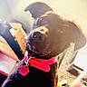 dog, black_dog, pet, red_collar, animal, canine, portrait, close_up, indoors, home, sitting, looking_at_camera, floppy_ears, short_fur, black_fur, dog_tag, collar, curious, companion, photography