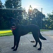 Bella is registered to the contest to win money with this photo: dog, black_dog, pet, canine, animal, standing, outdoors, sunset, sunlight, lens_flare, pavement, road, grass, trees, park, collar, red_collar, tag, happy, portrait