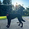 dog, black_dog, pet, canine, animal, standing, outdoors, sunset, sunlight, lens_flare, pavement, road, grass, trees, park, collar, red_collar, tag, happy, portrait