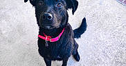 Bella is registered to the contest to win money with this photo: dog, black_dog, pet, sitting, outdoor, concrete, walkway, brick, grass, collar, pink_collar, leash_tags, black_fur, floppy_ears, tail, animal, portrait, looking_at_camera, daylight, backyard