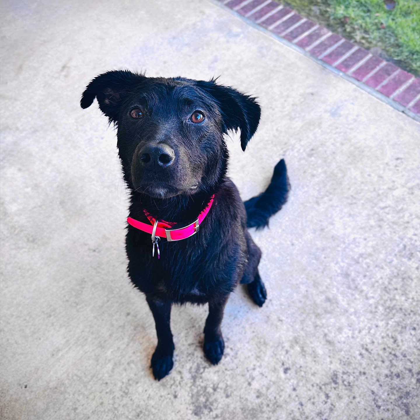 Bella is registered to the contest to win money with this photo: dog, black_dog, pet, sitting, outdoor, concrete, walkway, brick, grass, collar, pink_collar, leash_tags, black_fur, floppy_ears, tail, animal, portrait, looking_at_camera, daylight, backyard