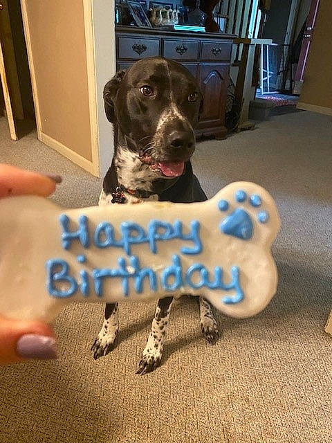 Ben is registered to the contest to win money with this photo: canidae, carnivore, collar, companion_dog, couch, dog, dog_breed, dog_supply, electric_blue, floor, flooring, fur, guard_dog, handwriting, pet_supply, room, sporting_group, toy, working_animal, working_dog