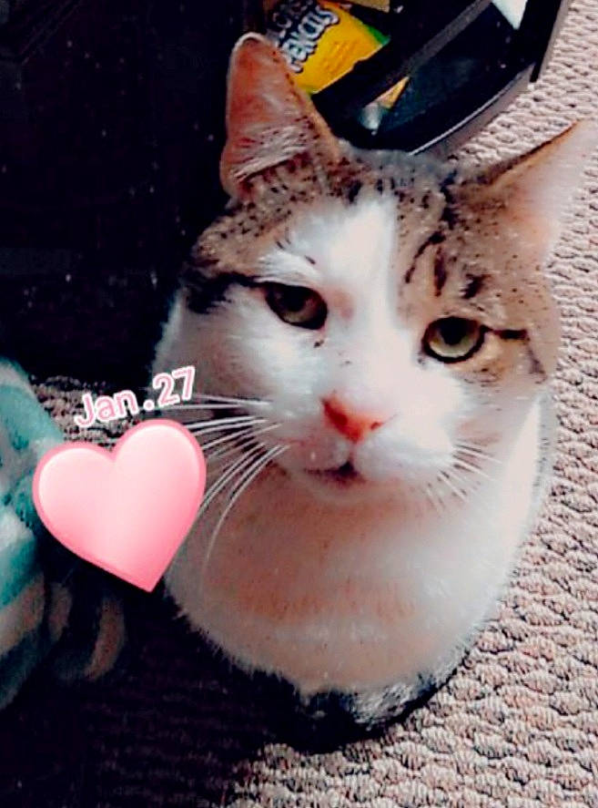 Alex is registered to the contest to win money with this photo: carnivore, cat, communication_device, domestic_short_haired_cat, fawn, felidae, foot, fur, gesture, human_leg, nose, paw, portable_communications_device, small_to_medium_sized_cats, snout, tail, telephony, tree, whiskers, window