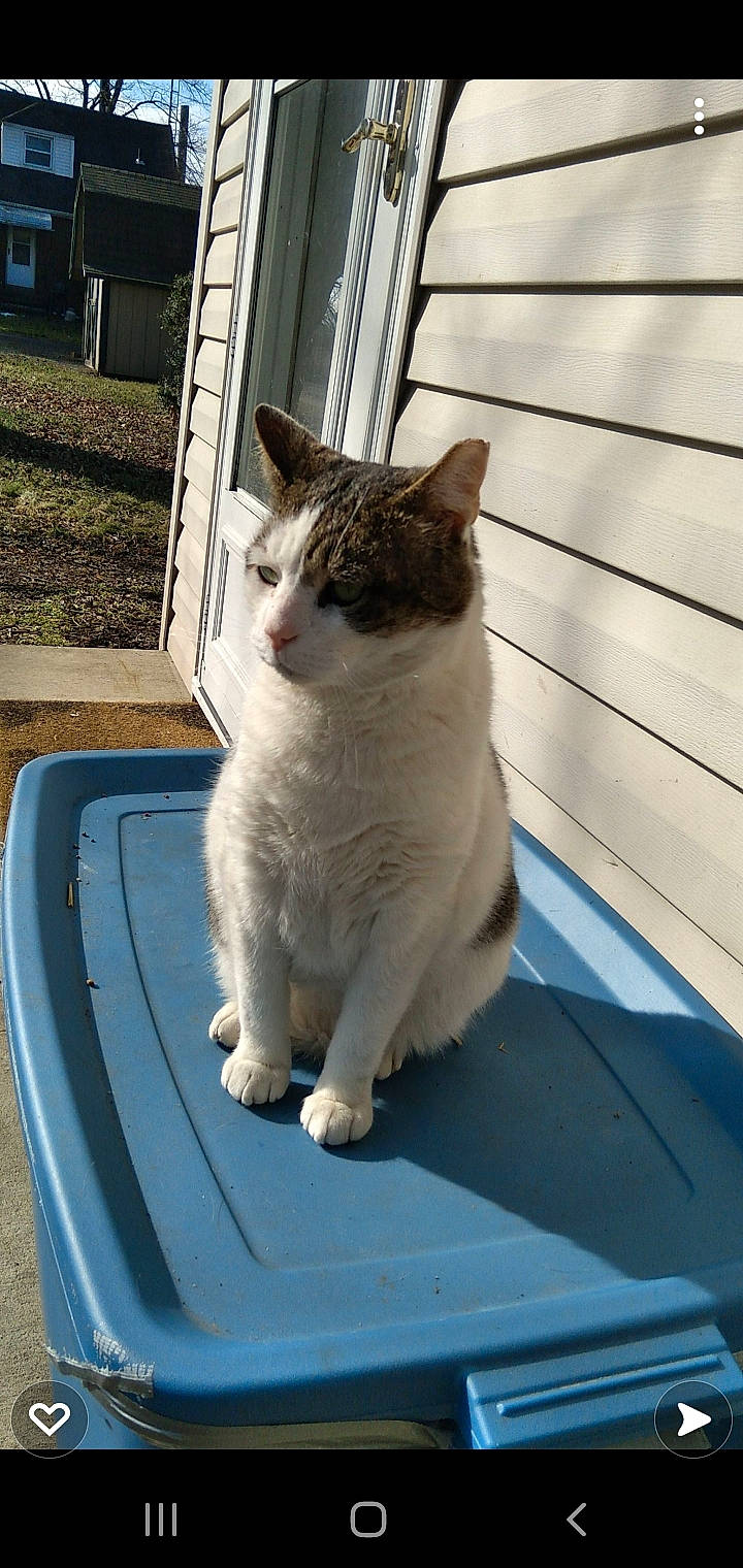 Alex joined the competition — help win amazing prizes! automotive_exterior, automotive_lighting, automotive_window_part, carnivore, cat, domestic_short_haired_cat, door, fawn, felidae, fur, grass, hood, motor_vehicle, small_to_medium_sized_cats, snout, tail, vehicle_door, whiskers, window, windshield