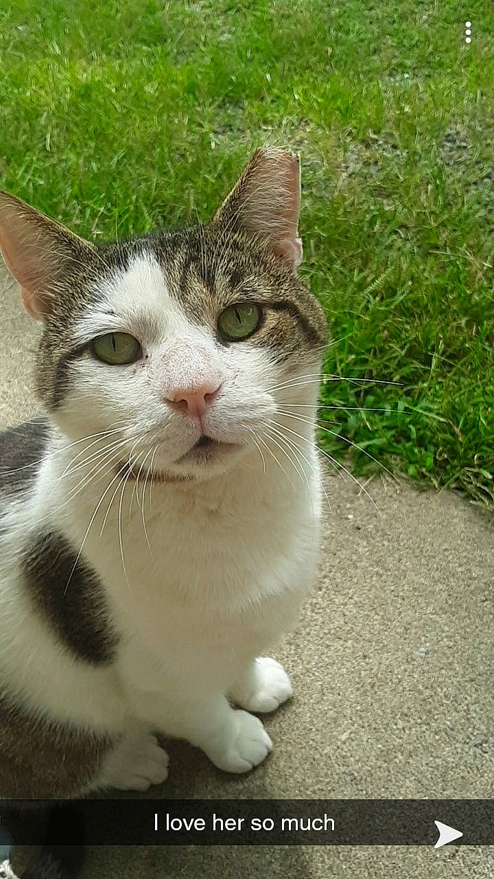 Alex joined the competition — help win amazing prizes! carnivore, cat, domestic_short_haired_cat, fawn, felidae, foot, fur, grass, paw, plant, road_surface, small_to_medium_sized_cats, tail, terrestrial_animal, tree, whiskers, window