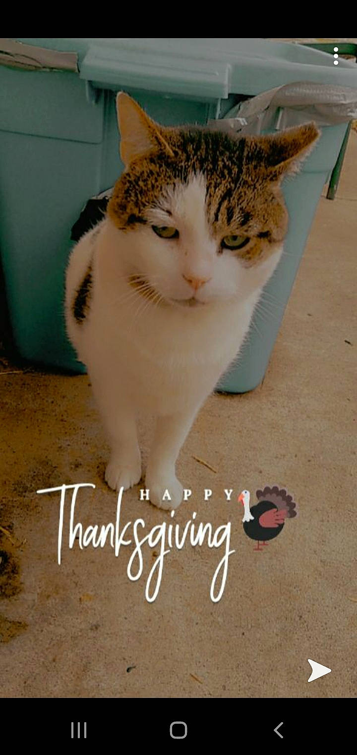 Alex joined the competition — help win amazing prizes! carnivore, cat, domestic_short_haired_cat, felidae, flooring, font, foot, fur, gesture, hand, handwriting, happy, paw, sitting, small_to_medium_sized_cats, snout, tail, terrestrial_animal, whiskers, window