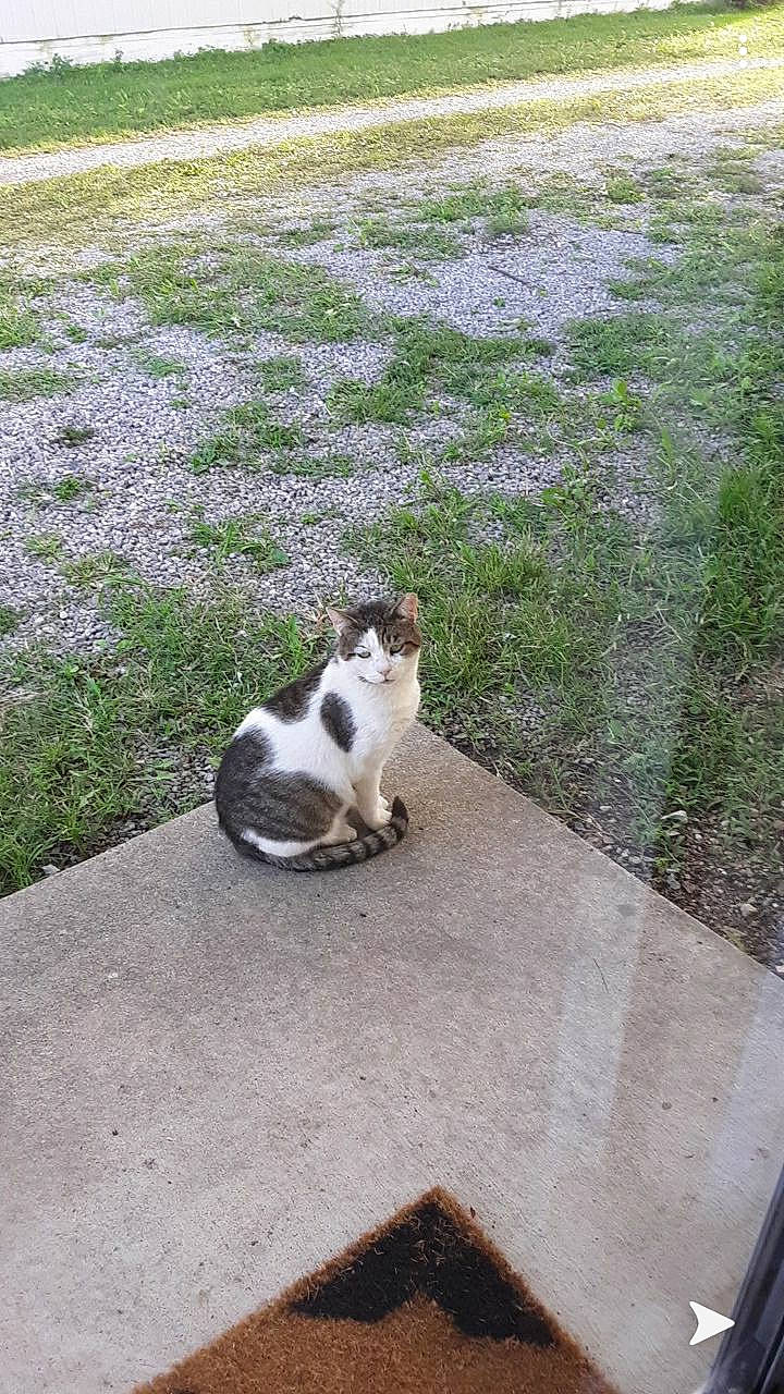 Alex is registered to the contest to win money with this photo: asphalt, carnivore, cat, dog_breed, domestic_short_haired_cat, felidae, fur, grass, grey, groundcover, plant, road, road_surface, roof, sidewalk, sitting, small_to_medium_sized_cats, tail, tree, whiskers