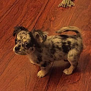 Oneil participe au concours pour gagner de l'argent avec cette photo : puppy, dog, small_dog, spotted, floor, wooden_floor, toy, rope_toy, pet, animal, indoor, curious, standing, young, cute, playful, fur, ears, tail, domestic