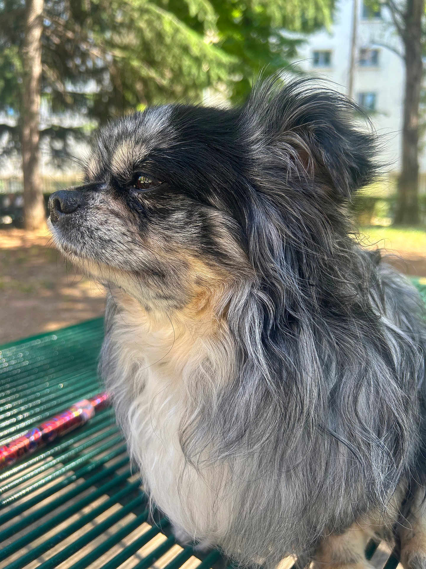 Oneil participe au concours pour gagner de l'argent avec cette photo : dog, long_hair, fluffy, bench, outdoor, park, nature, pet, animal, face, fur, black, grey, white, side_view, calm, daylight, trees, green, background