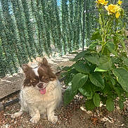 Louna participe au concours pour gagner de l'argent avec cette photo : dog, small_dog, brown_and_white, tongue_out, sitting, green_plant, yellow_flowers, garden, outdoor, sunlight, fence, stones, dirt, leafy, pet, fluffy, nature, daylight, cute, animal