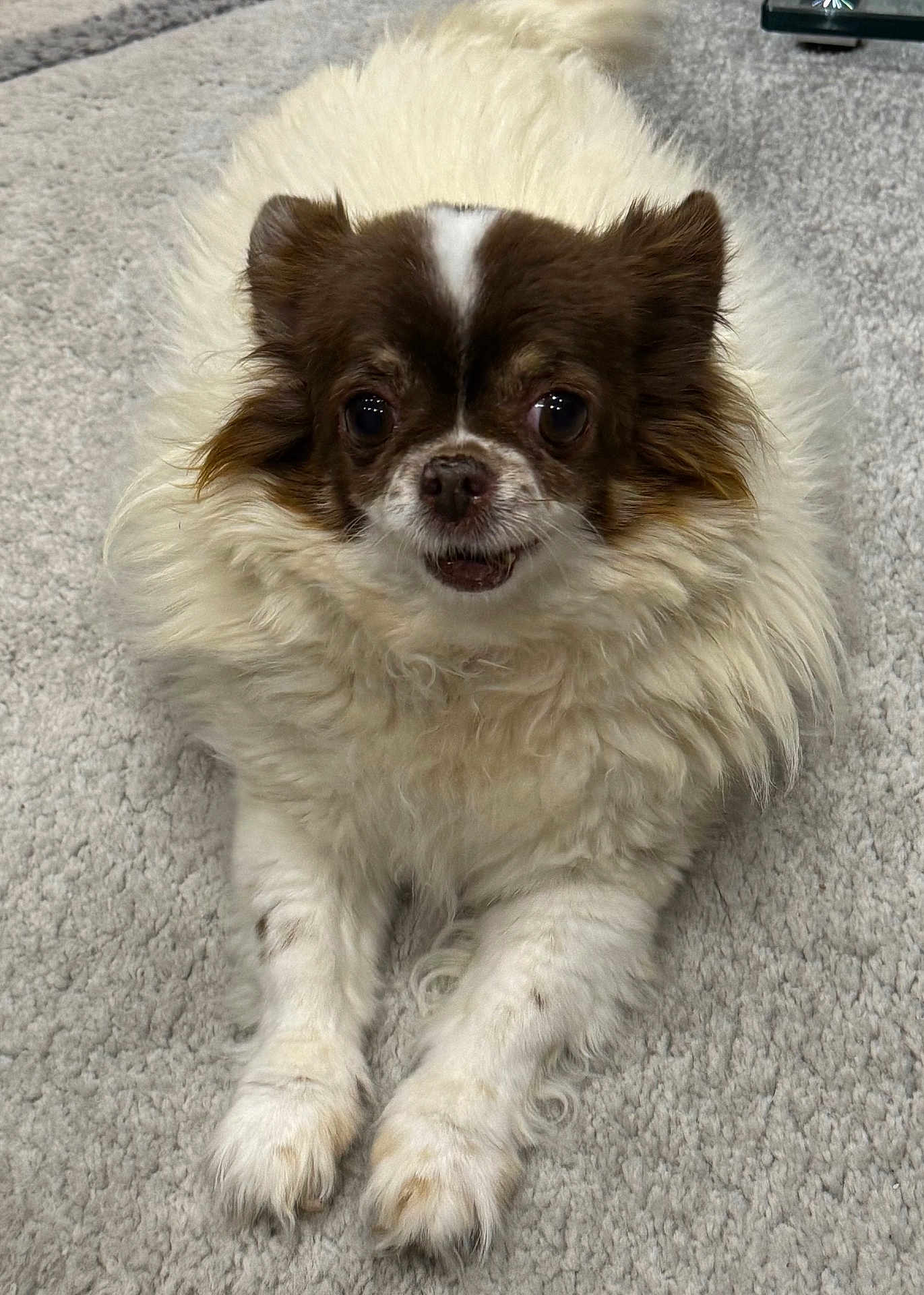Louna a rejoint le concours — aidez-le/la à gagner de superbes lots ! dog, fluffy, brown_and_white, pet, animal, carpet, cute, paws, fur, indoor, laying_down, small_dog, face, eyes, nose, mouth, whiskers, friendly, companion, relaxed