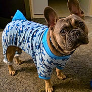 George Thomas is registered to the contest to win money with this photo: animal, blue, carpet, clothing, cozy, curious, cute, dog, ears, face, french_bulldog, indoor, looking_up, mammal, pajamas, pattern, paws, pet, shark_print, standing