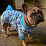 animal, blue, carpet, clothing, cozy, curious, cute, dog, ears, face, french_bulldog, indoor, looking_up, mammal, pajamas, pattern, paws, pet, shark_print, standing