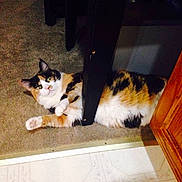 Boo Boo is registered to the contest to win money with this photo: