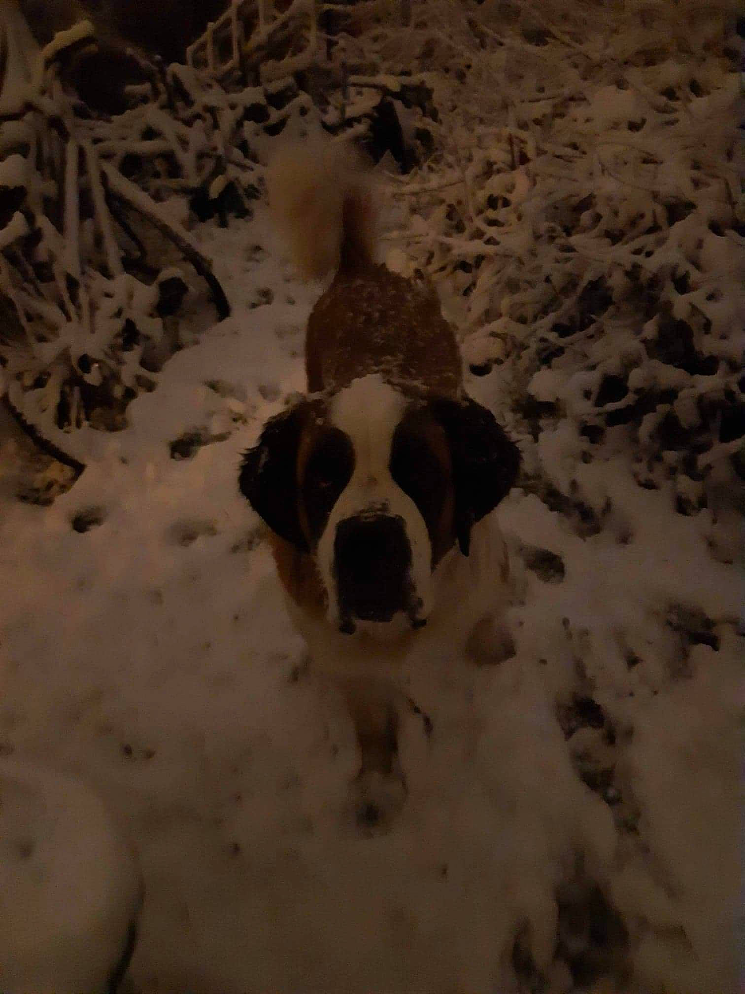 Daysie participe au concours pour gagner de l'argent avec cette photo : ball, canidae, carnivore, companion_dog, dog, dog_breed, fawn, football, freezing, fun, fur, landscape, monochrome_photography, sand, snout, snow, sporting_group, sports_equipment, winter, working_animal