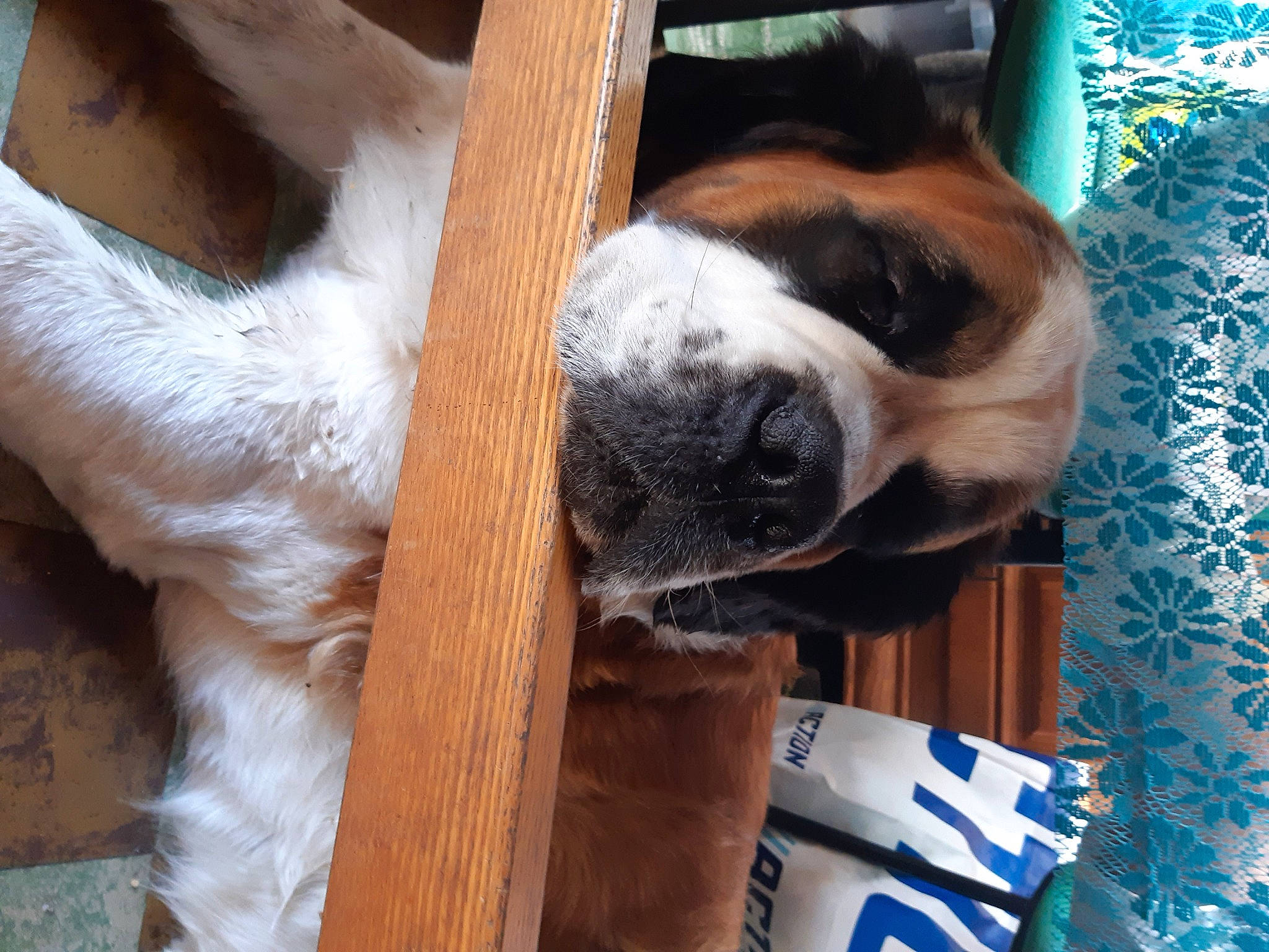 Daysie participe au concours pour gagner de l'argent avec cette photo : canidae, carnivore, companion_dog, dog, dog_breed, door, fawn, fur, house, human_leg, paw, plant, snout, sporting_group, st_bernard, tail, whiskers, window, wood, working_animal