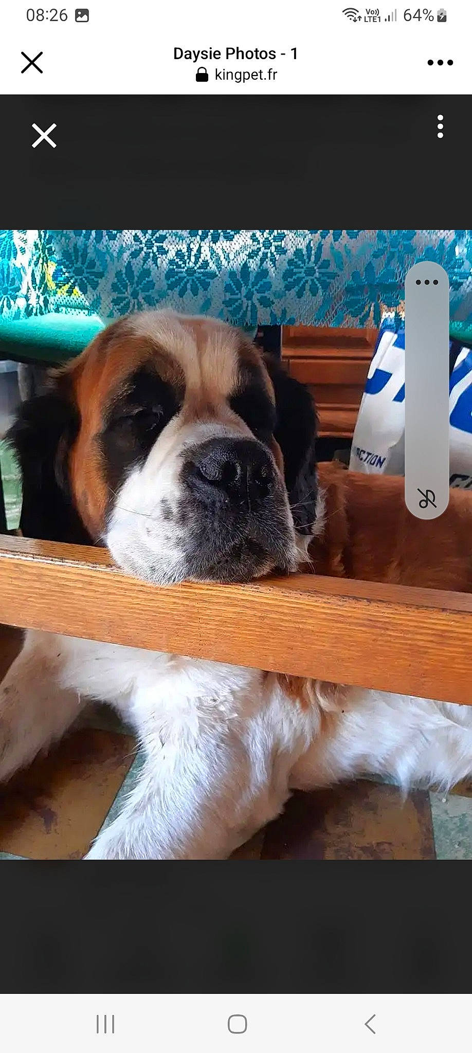 Daysie a rejoint le concours — aidez-le/la à gagner de superbes lots ! blue, building, carnivore, chair, comfort, companion_dog, dog, dog_breed, fawn, flooring, hardwood, house, paw, snout, sporting_group, square, table, window, wood, working_animal