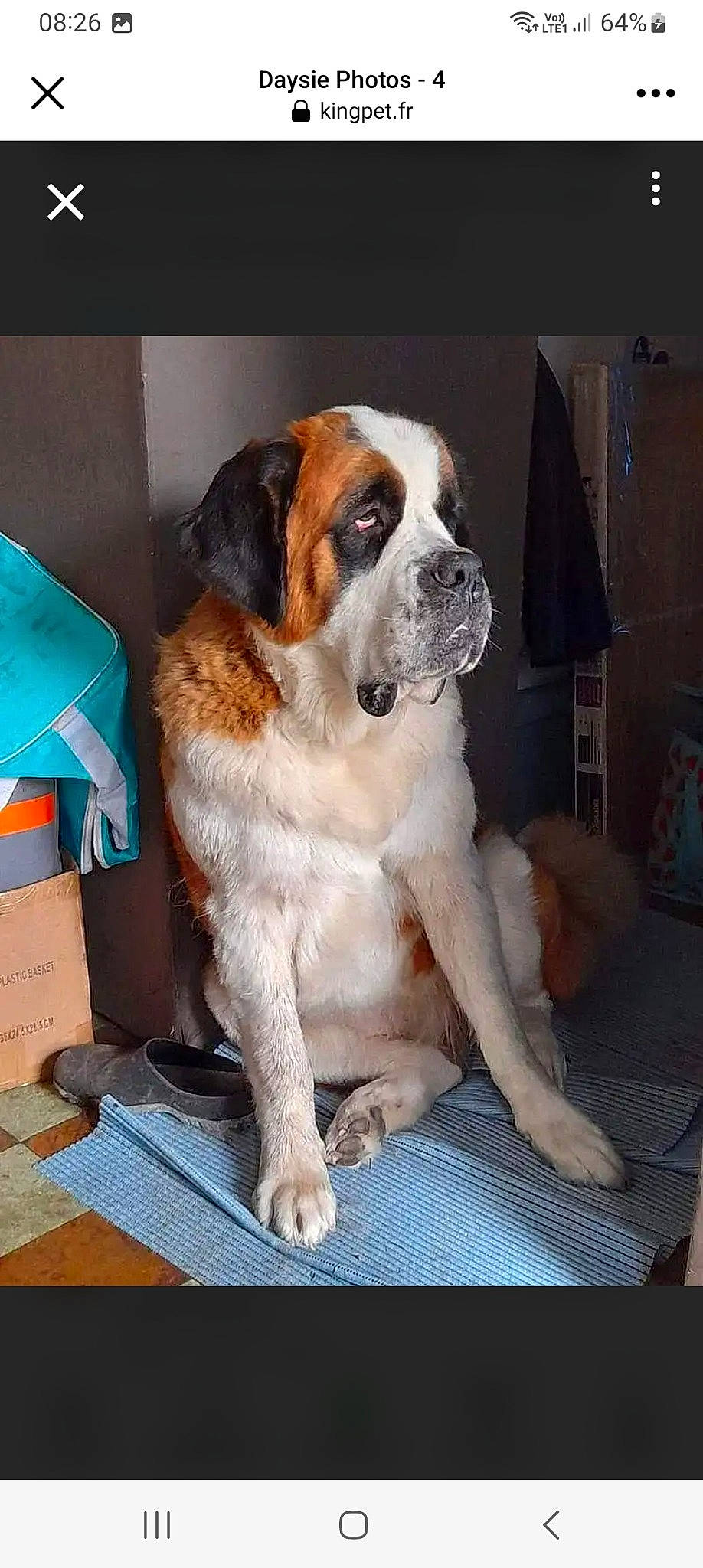 Daysie participe au concours pour gagner de l'argent avec cette photo : ancient_dog_breeds, bored, box, canidae, carnivore, collar, companion_dog, dog, dog_breed, door, fawn, fur, giant_dog_breed, moscow_watchdog, shipping_box, sporting_group, st_bernard, tail, working_animal, working_dog