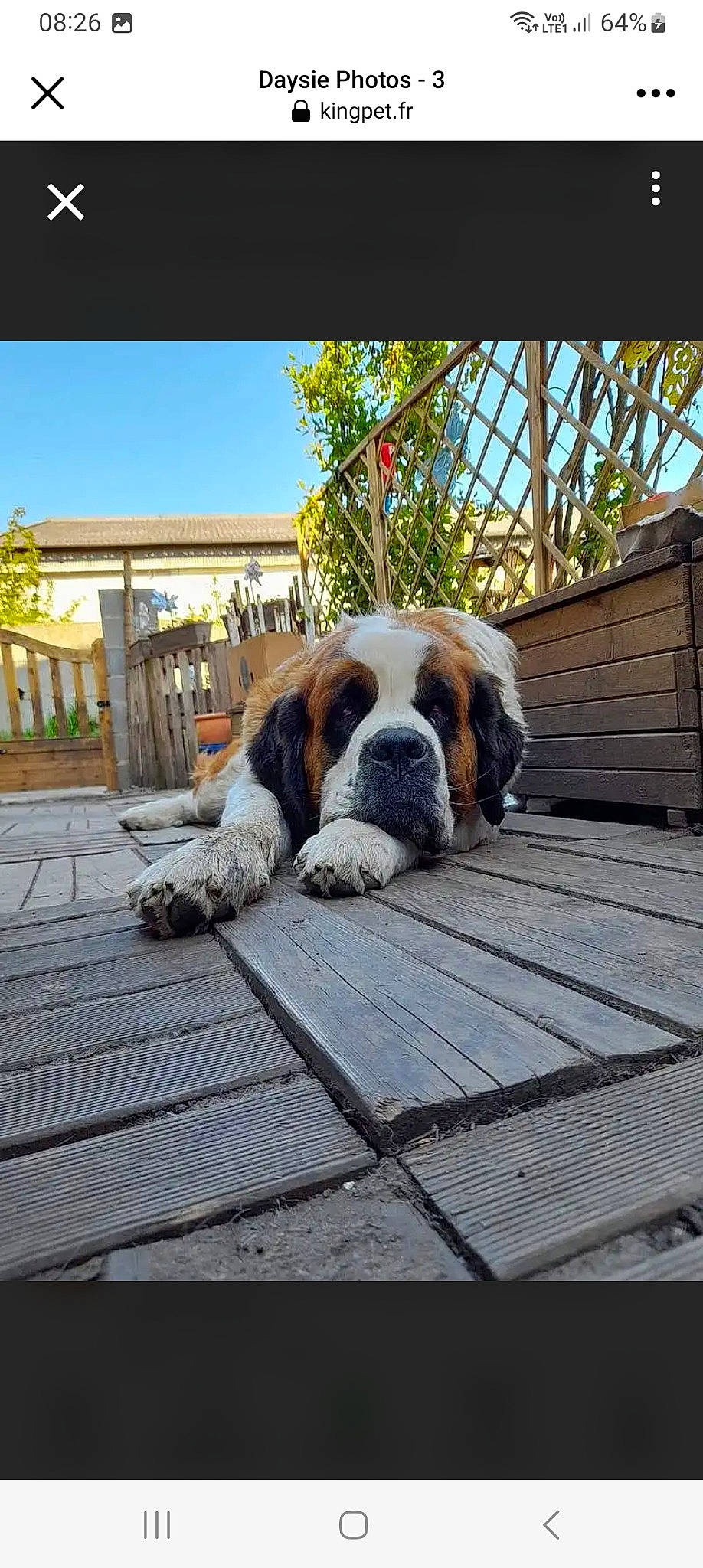 Daysie participe au concours pour gagner de l'argent avec cette photo : canidae, carnivore, collar, comfort, companion_dog, composite_material, dog, dog_breed, dog_supply, fawn, flooring, hardwood, hound, roof, sky, snout, sporting_group, tree, wood, working_animal